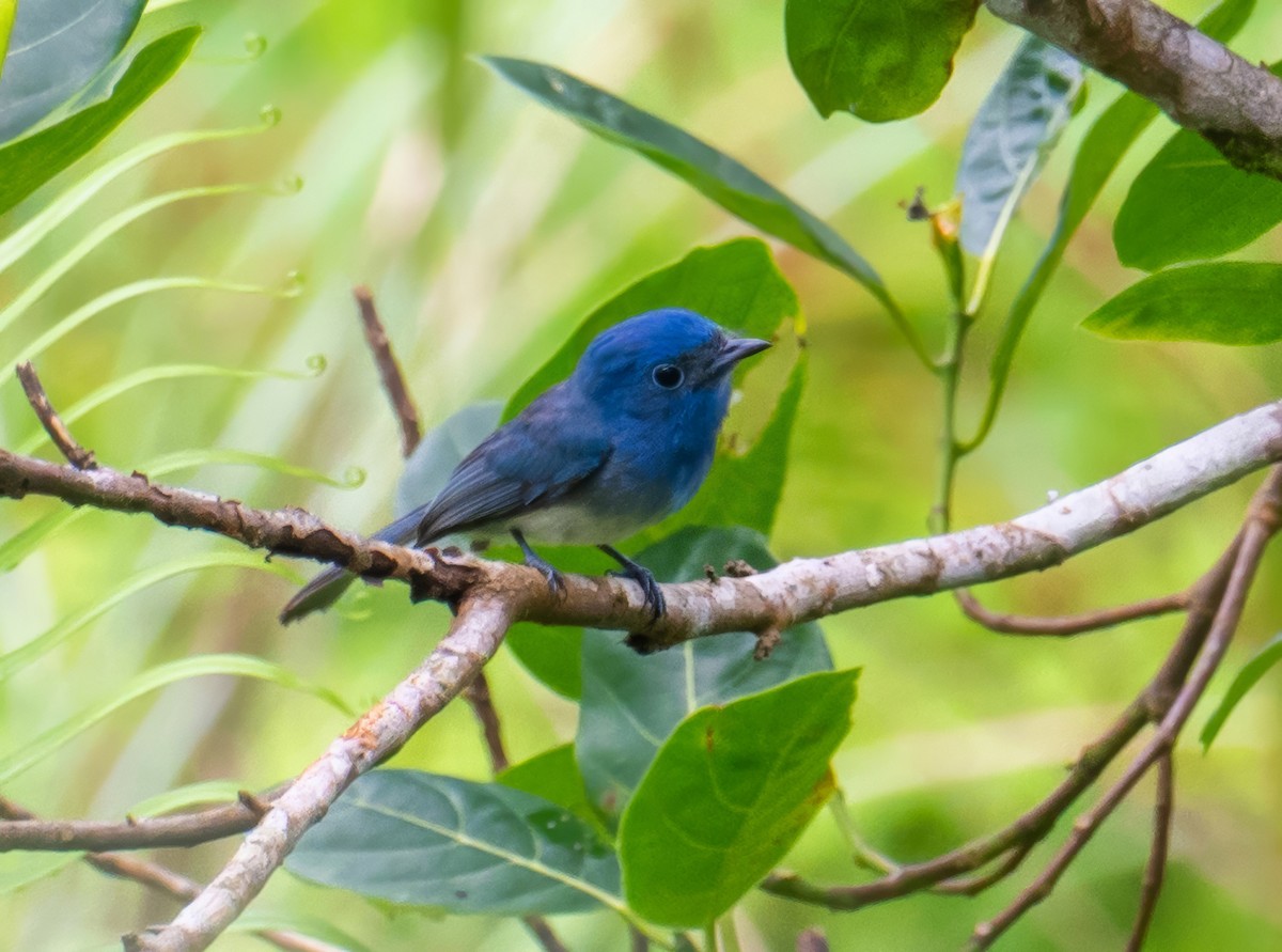 Short-crested Monarch - ML638712512