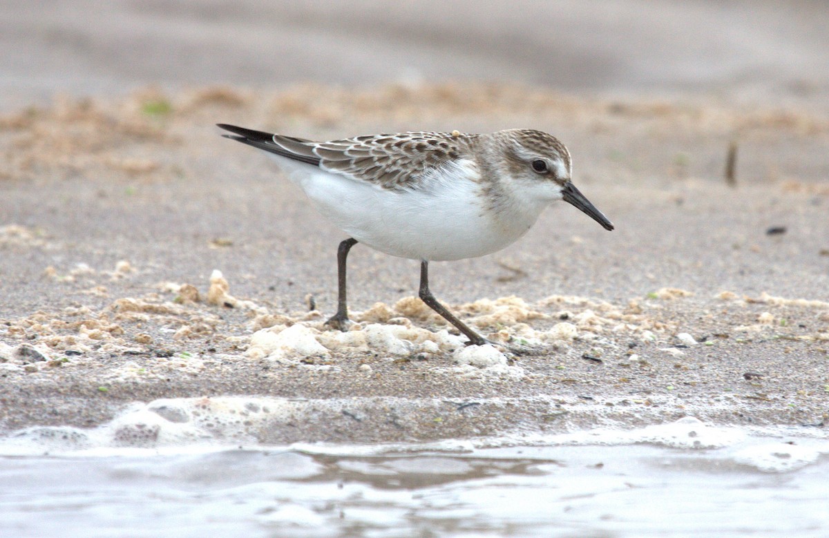 Semipalmated Sandpiper - ML638712541