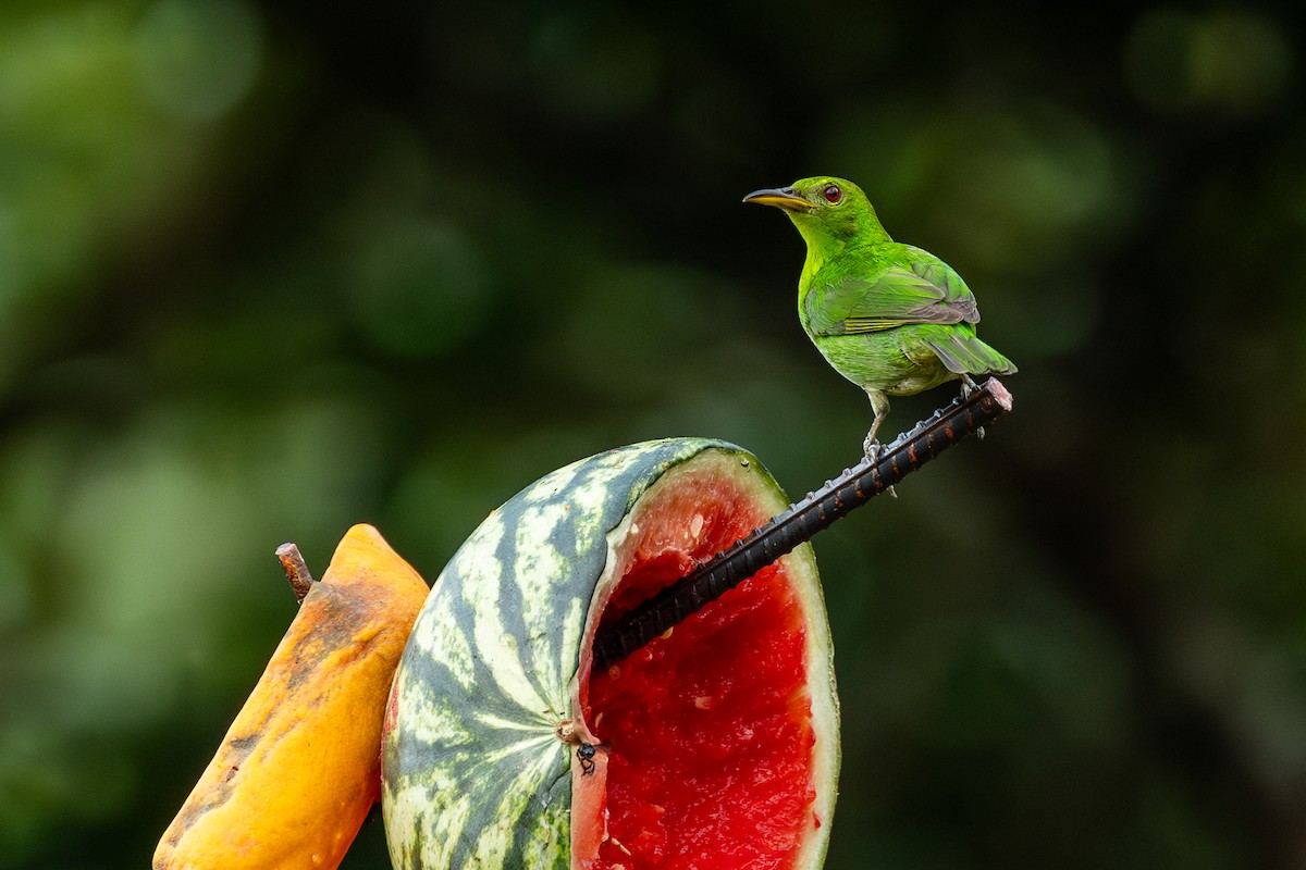 Green Honeycreeper - ML638712554
