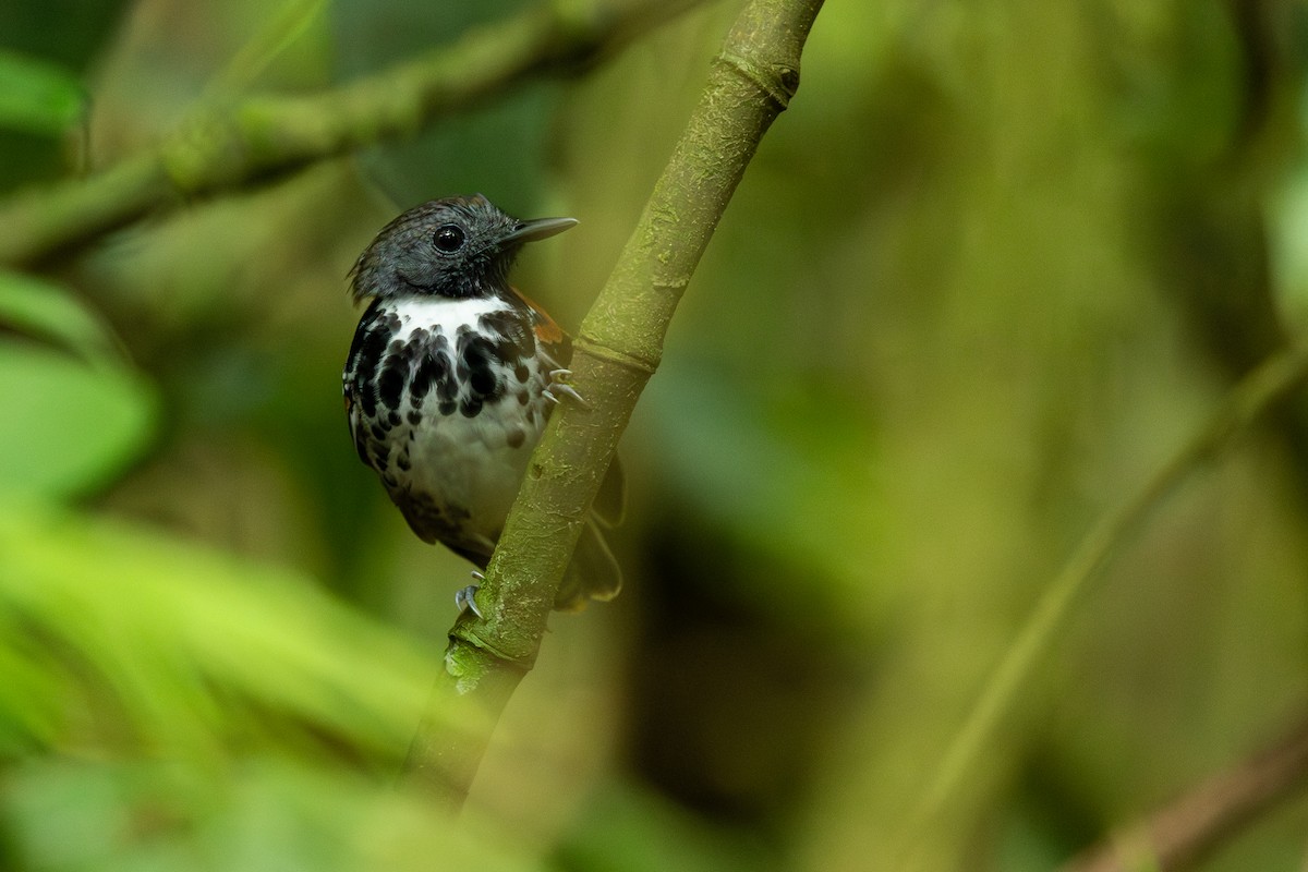 Spotted Antbird - ML638712566