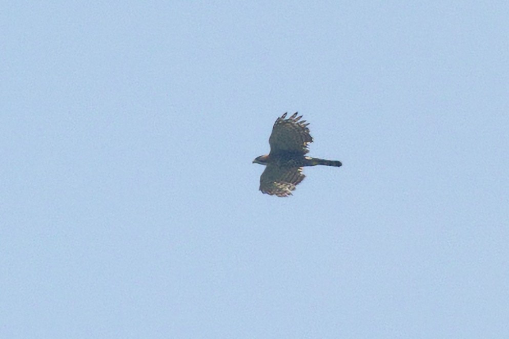 Ornate Hawk-Eagle - ML638712578