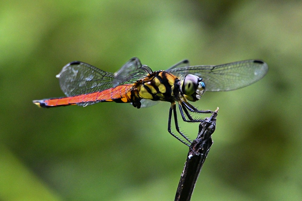 בעלי חיים - ML638712579