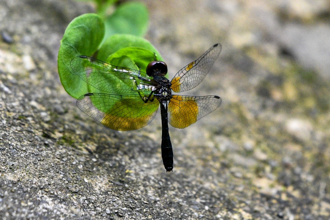 בעלי חיים - ML638712580