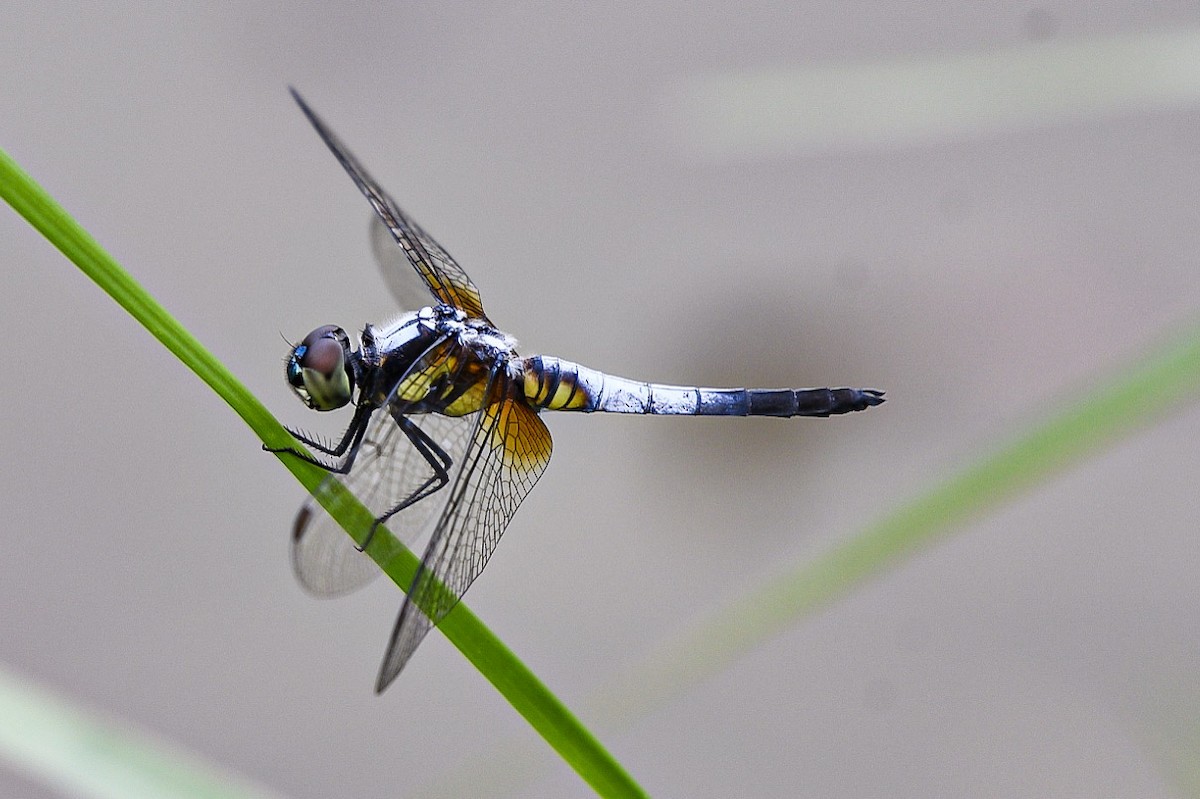 בעלי חיים - ML638712581