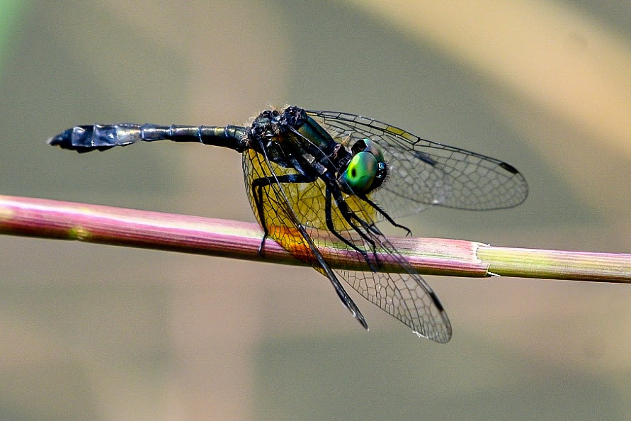 בעלי חיים - ML638712587
