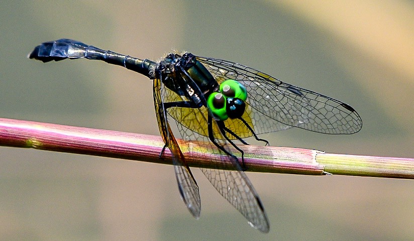 בעלי חיים - ML638712588