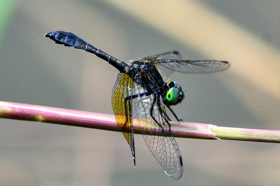 בעלי חיים - ML638712589