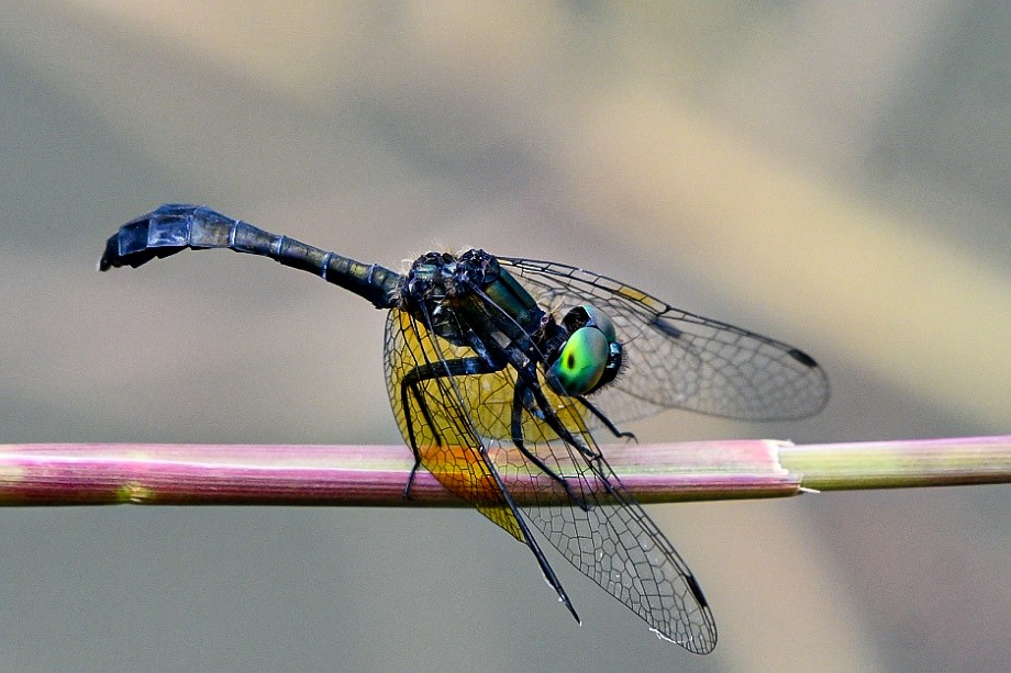 בעלי חיים - ML638712590
