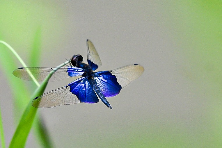 בעלי חיים - ML638712591