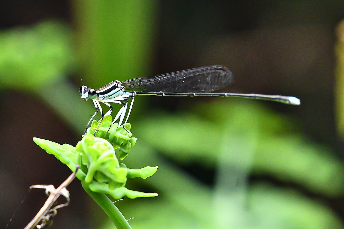 בעלי חיים - ML638712592