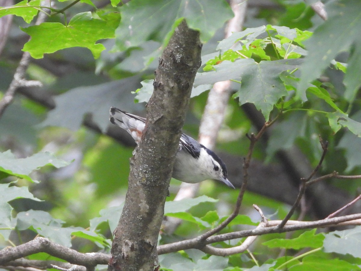 White-breasted Nuthatch - ML638712600