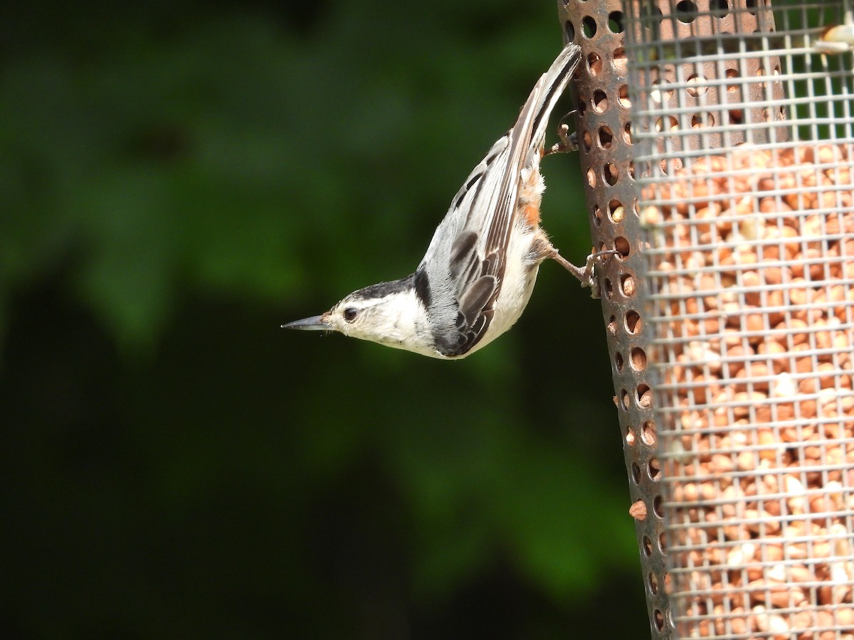 White-breasted Nuthatch - ML638712606