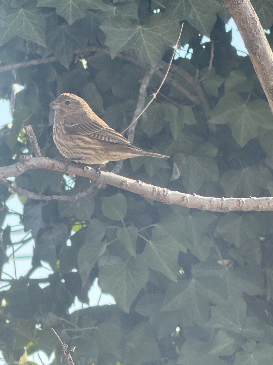 House Finch - ML638712611