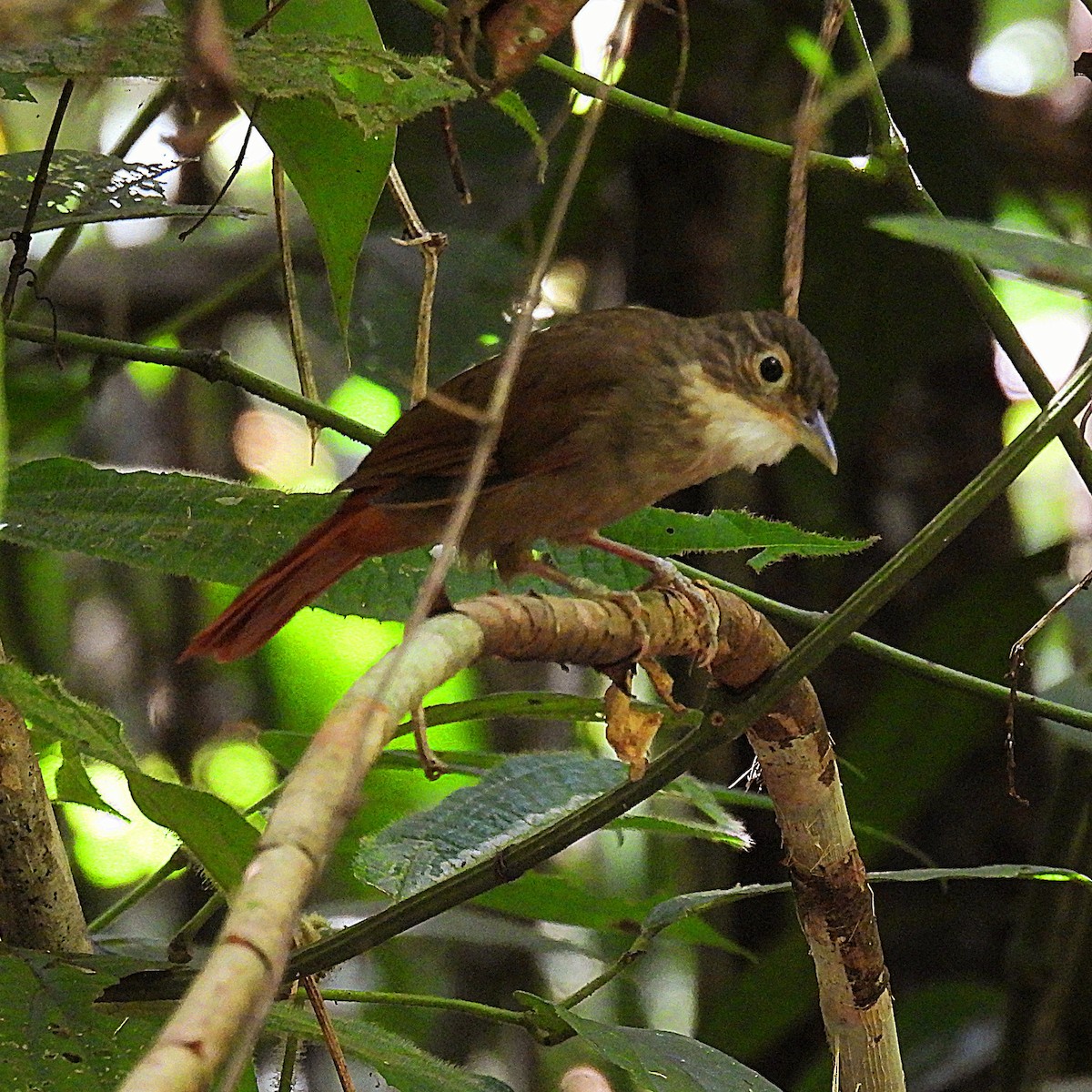 Ochre-throated Foliage-gleaner - ML638712629
