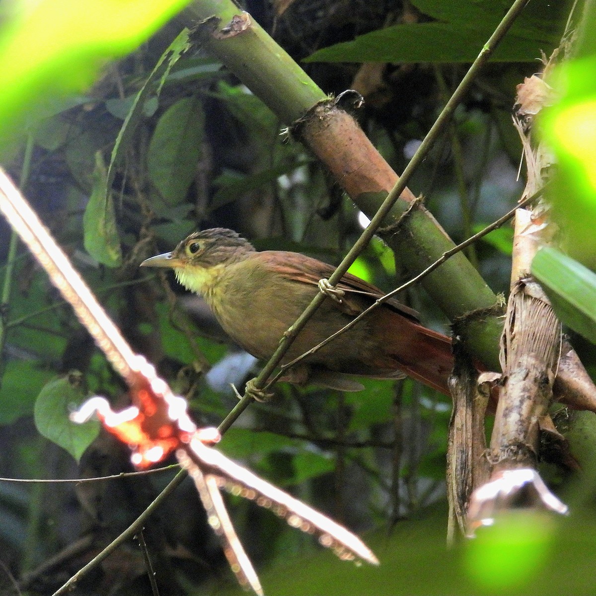Ochre-throated Foliage-gleaner - ML638712634