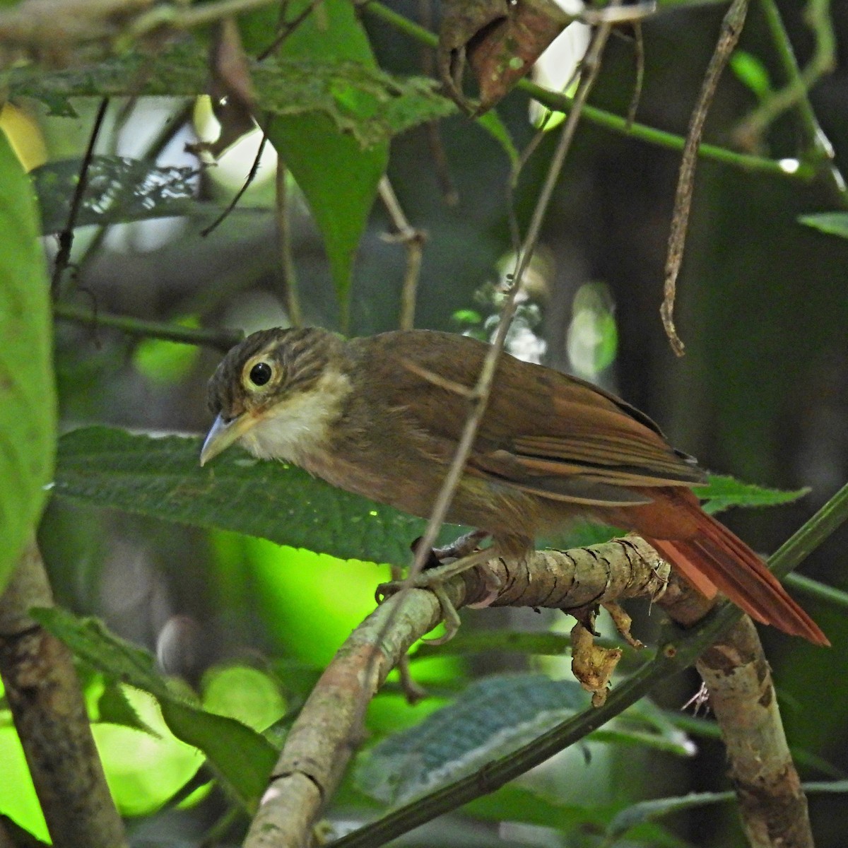 Ochre-throated Foliage-gleaner - ML638712644