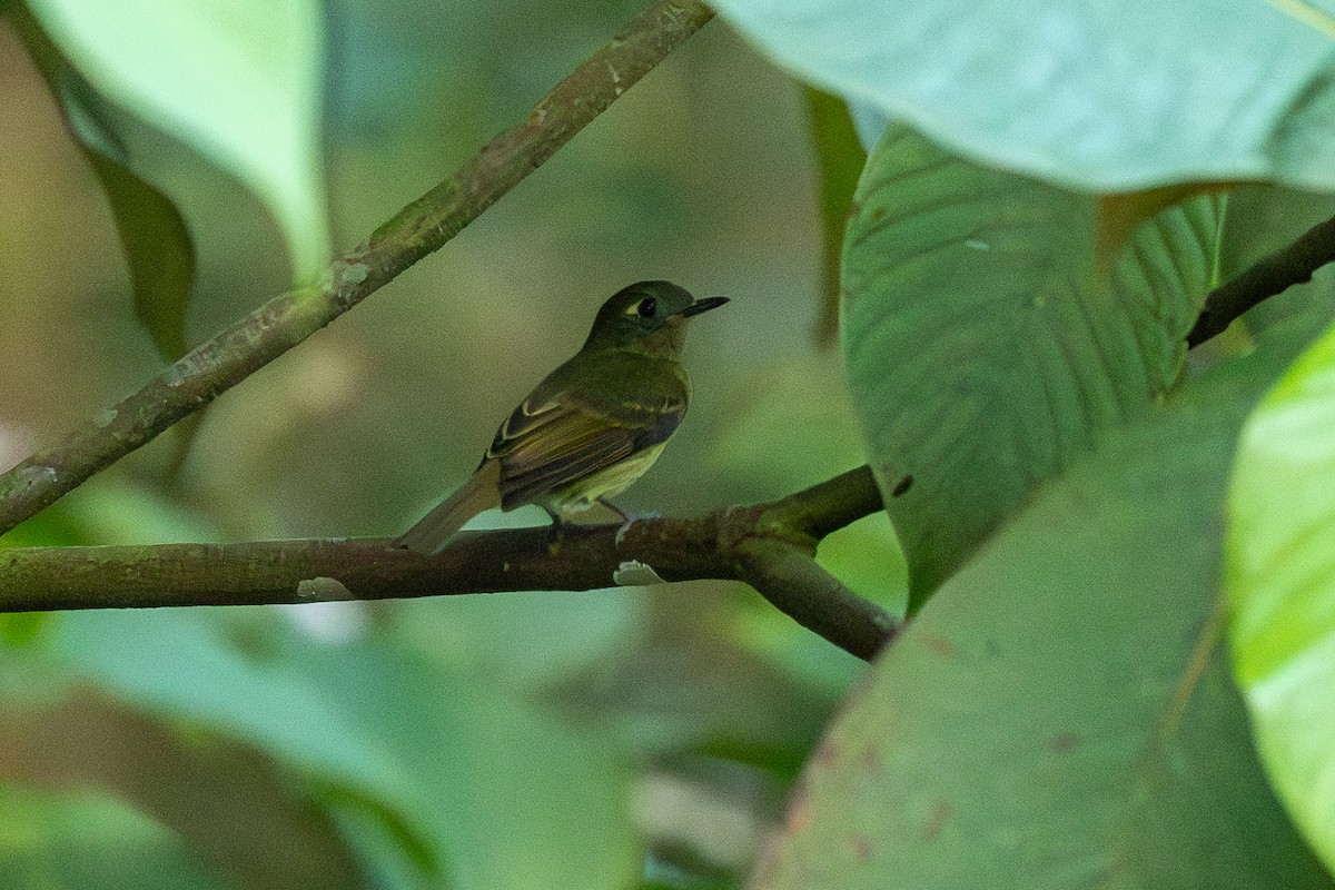 Olive-streaked Flycatcher - ML638712659