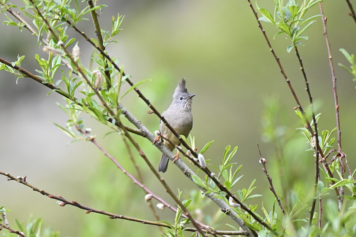 Stripe-throated Yuhina - ML638712678