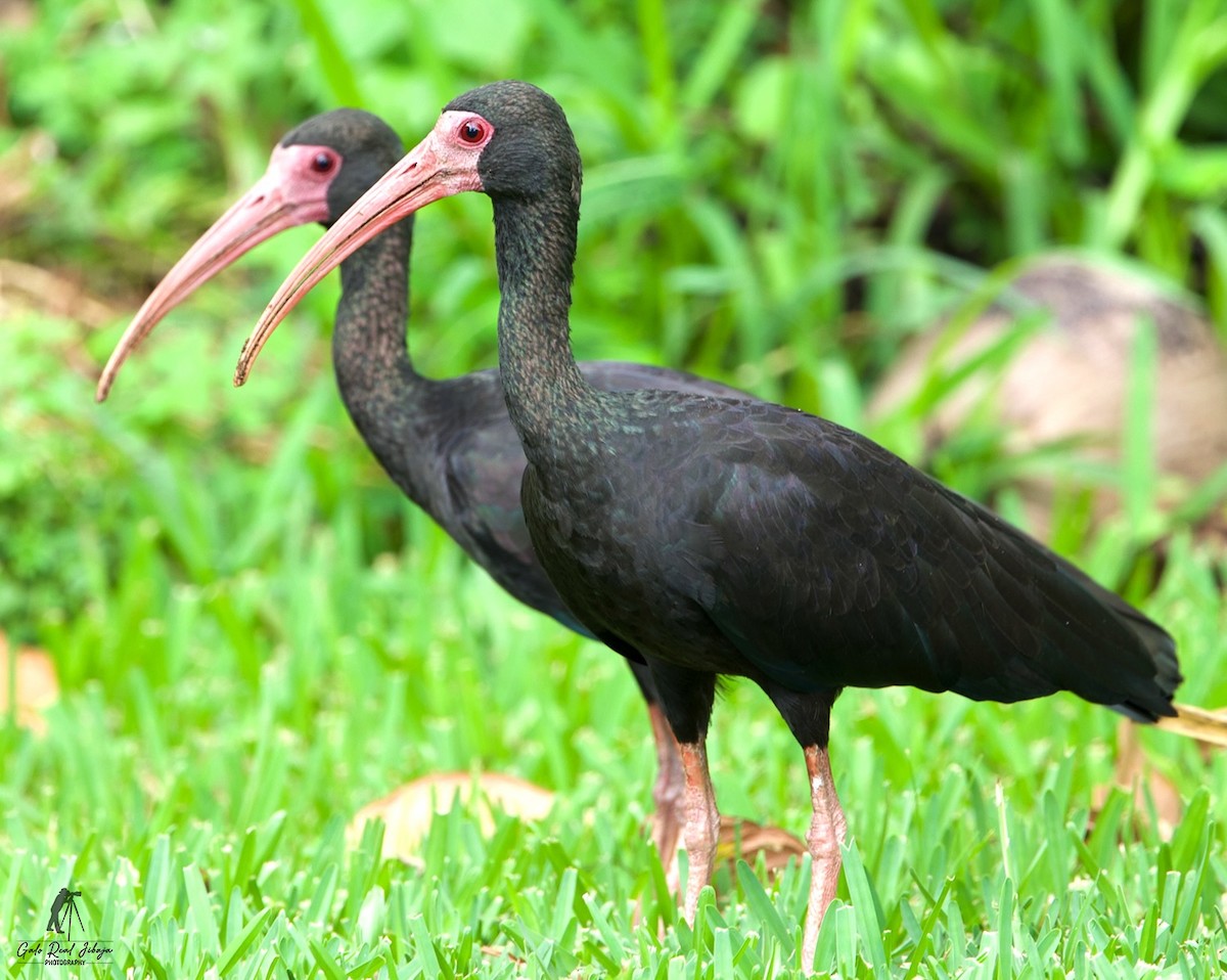 Bare-faced Ibis - ML638712681