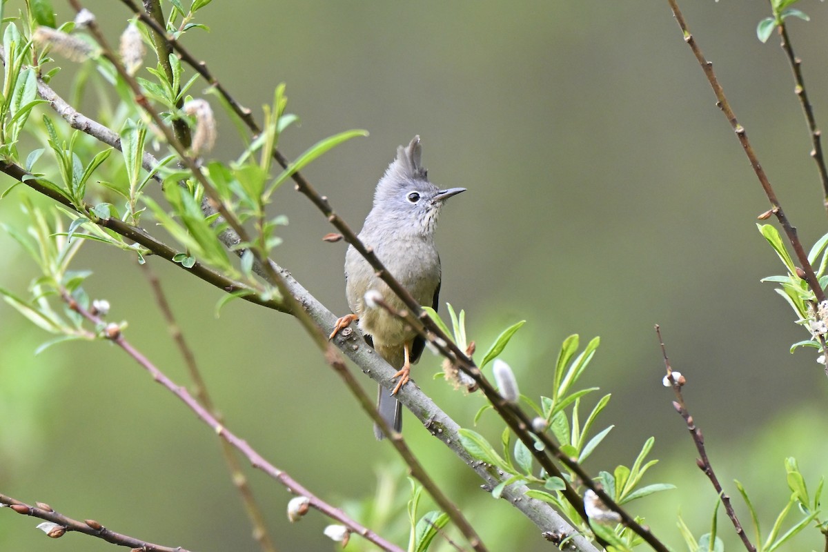 Stripe-throated Yuhina - ML638712682
