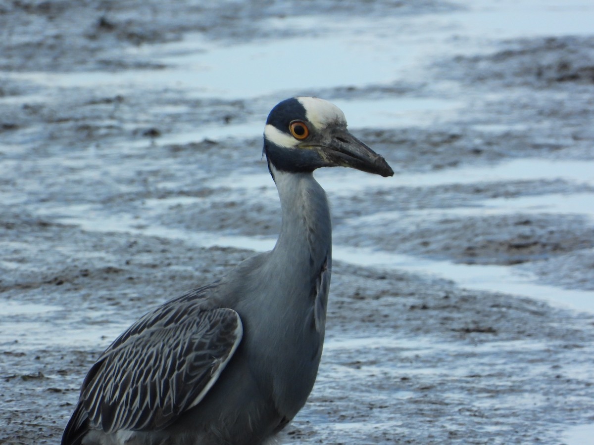 Yellow-crowned Night Heron - ML638712696