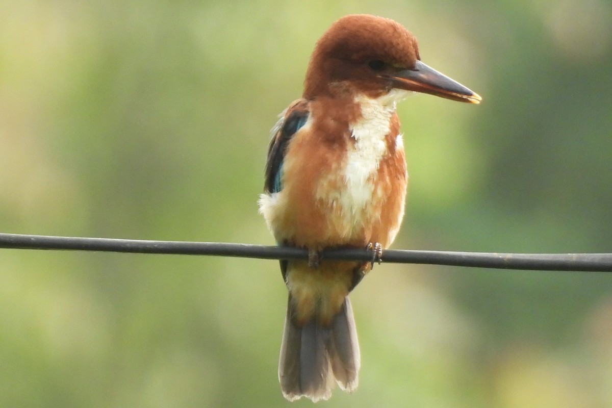 White-throated Kingfisher - ML638712697