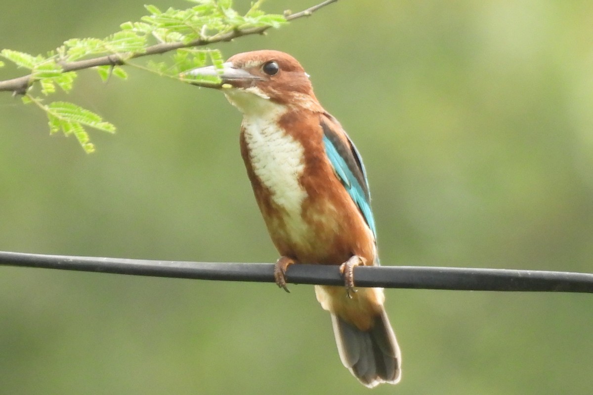 White-throated Kingfisher - ML638712699