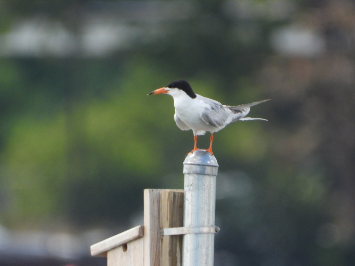 Forster's Tern - ML638712705