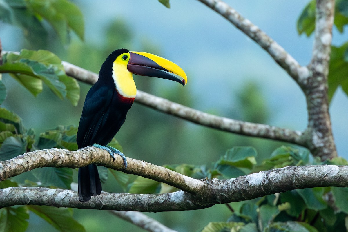 Yellow-throated Toucan - ML638712723