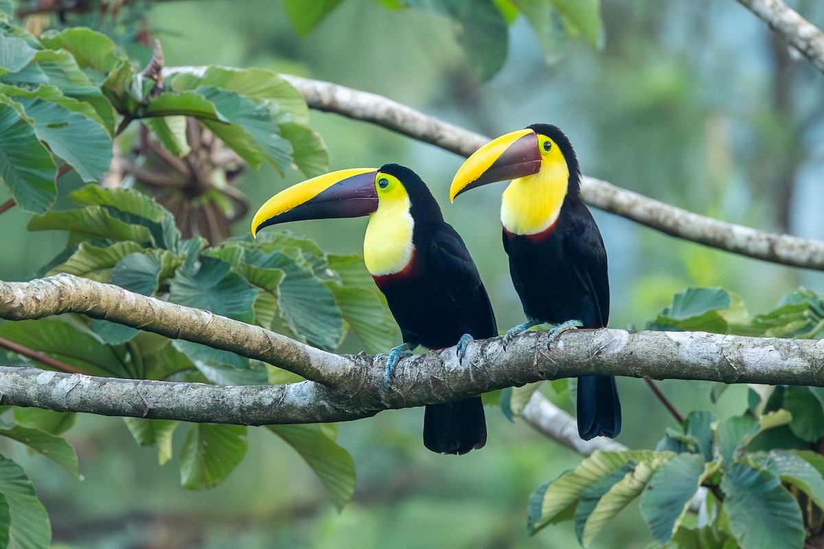 Yellow-throated Toucan - ML638712725