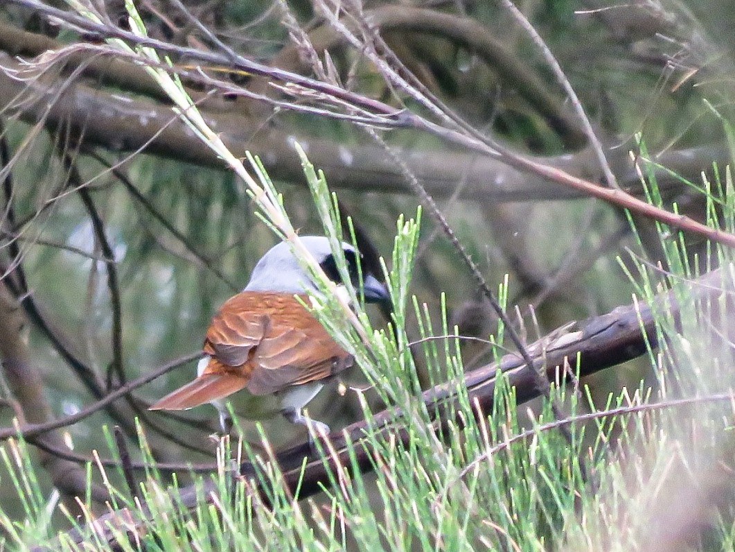 Tiger Shrike - ML638712739