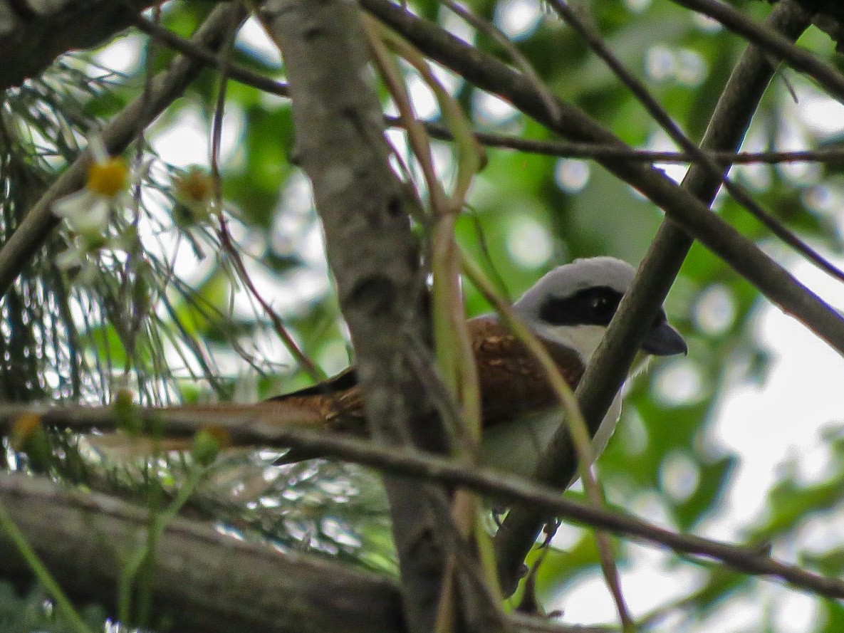 Tiger Shrike - ML638712740