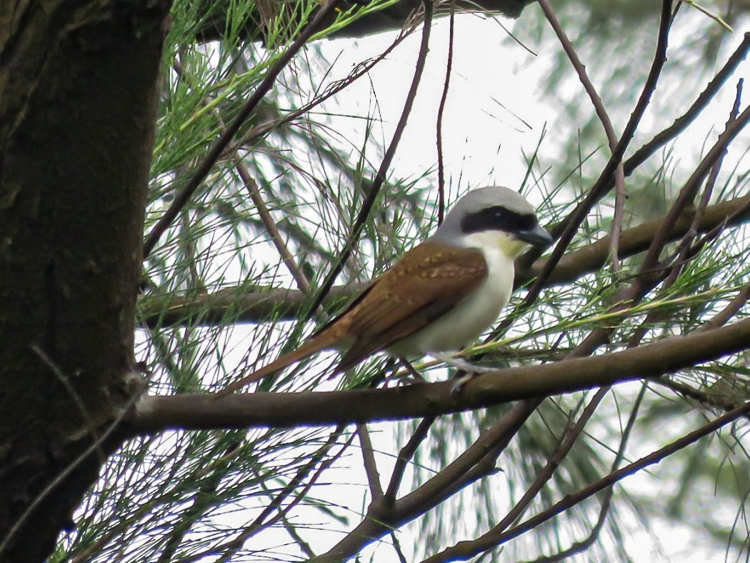 Tiger Shrike - ML638712741