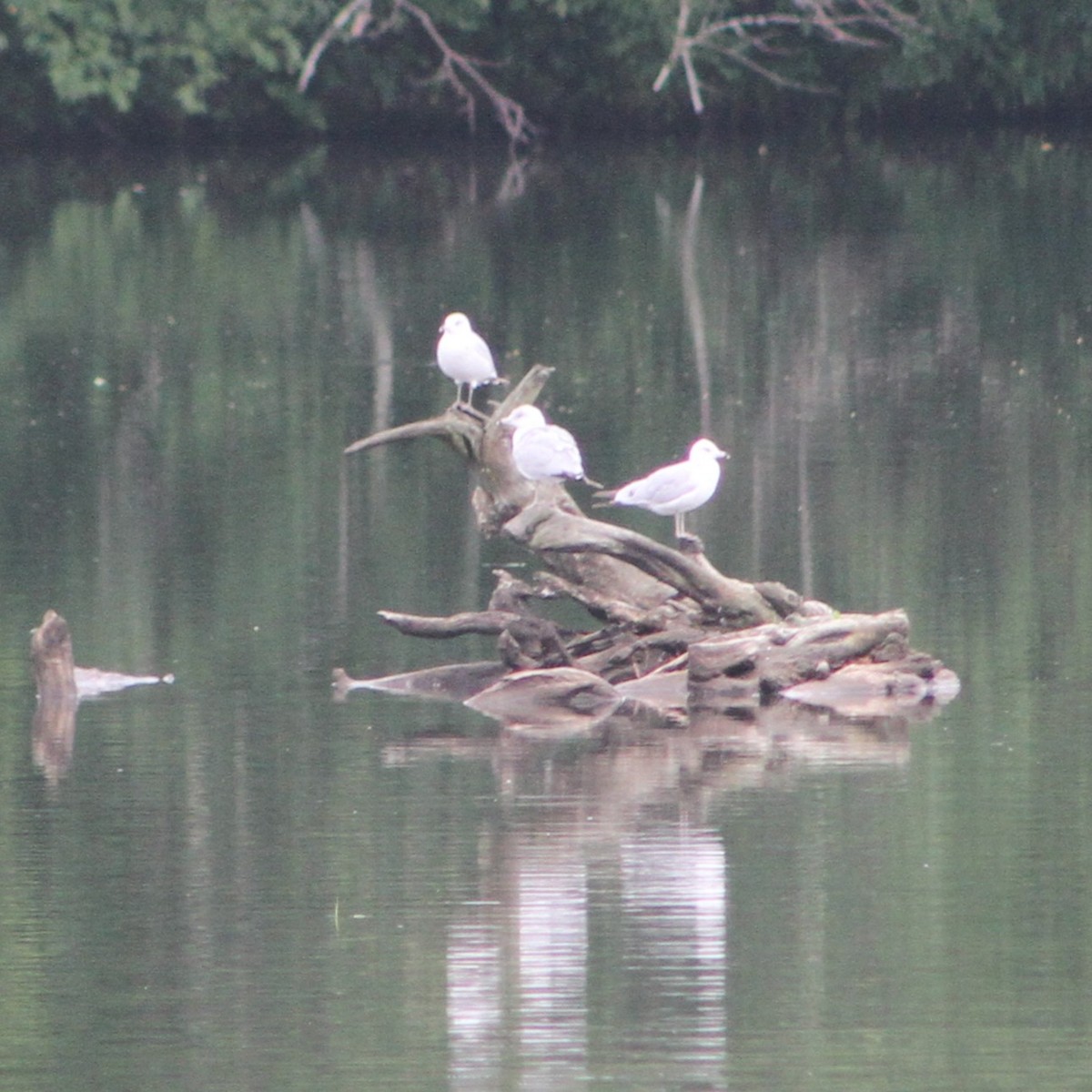 Ring-billed Gull - ML638712745