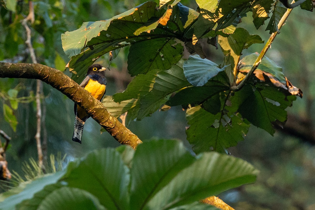 Gartered Trogon - ML638712751