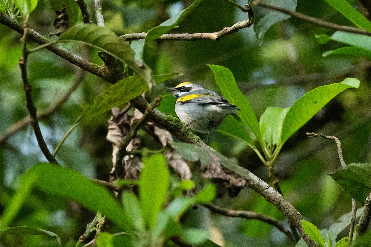 Golden-winged Warbler - ML638712758