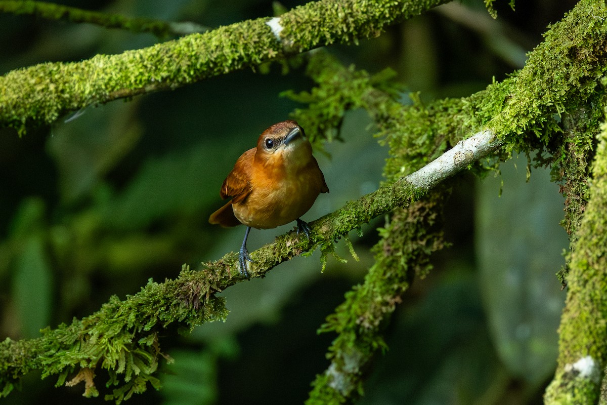 Cinnamon Becard - ML638712764