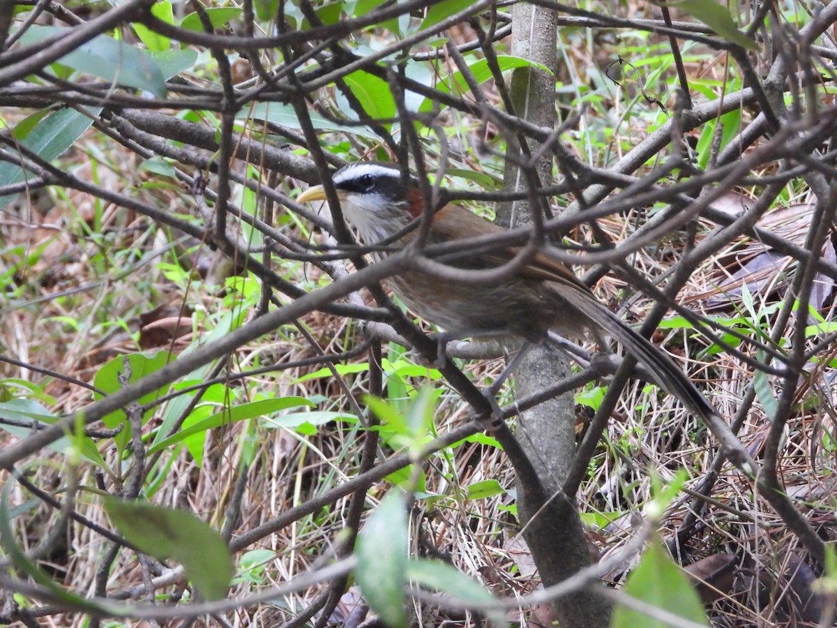 Streak-breasted Scimitar-Babbler - ML638712811