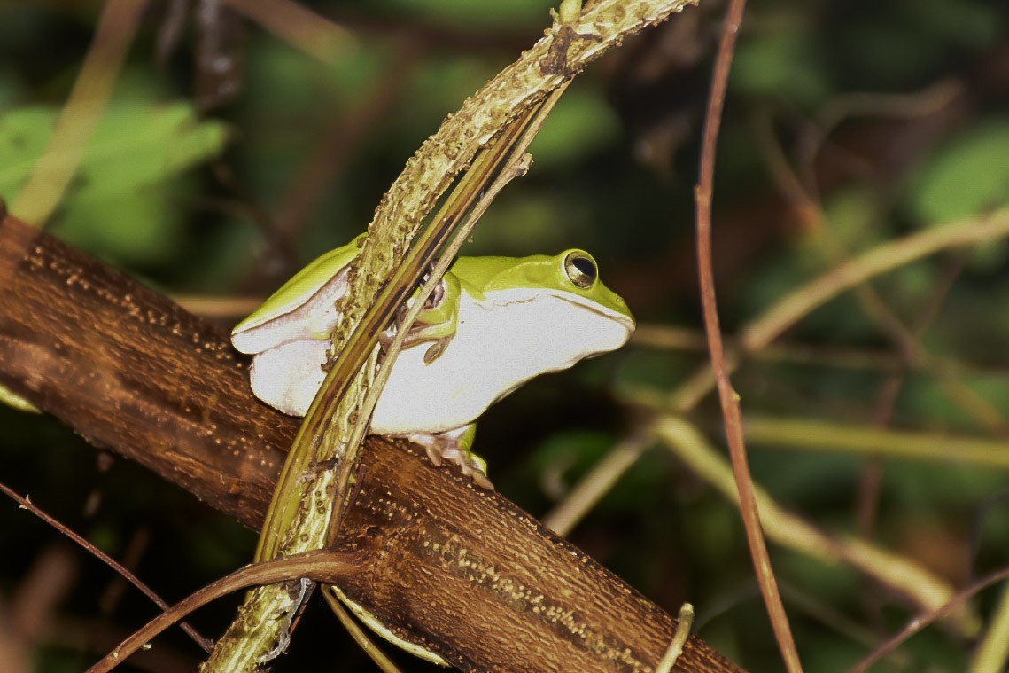 דו-חיים - ML638712816