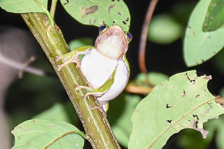 דו-חיים - ML638712817