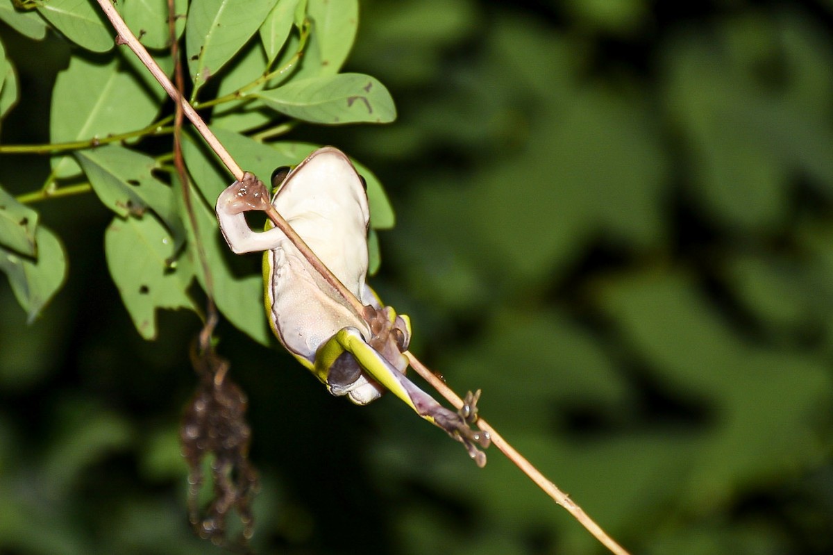 דו-חיים - ML638712818