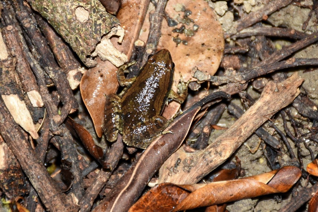 דו-חיים - ML638712819