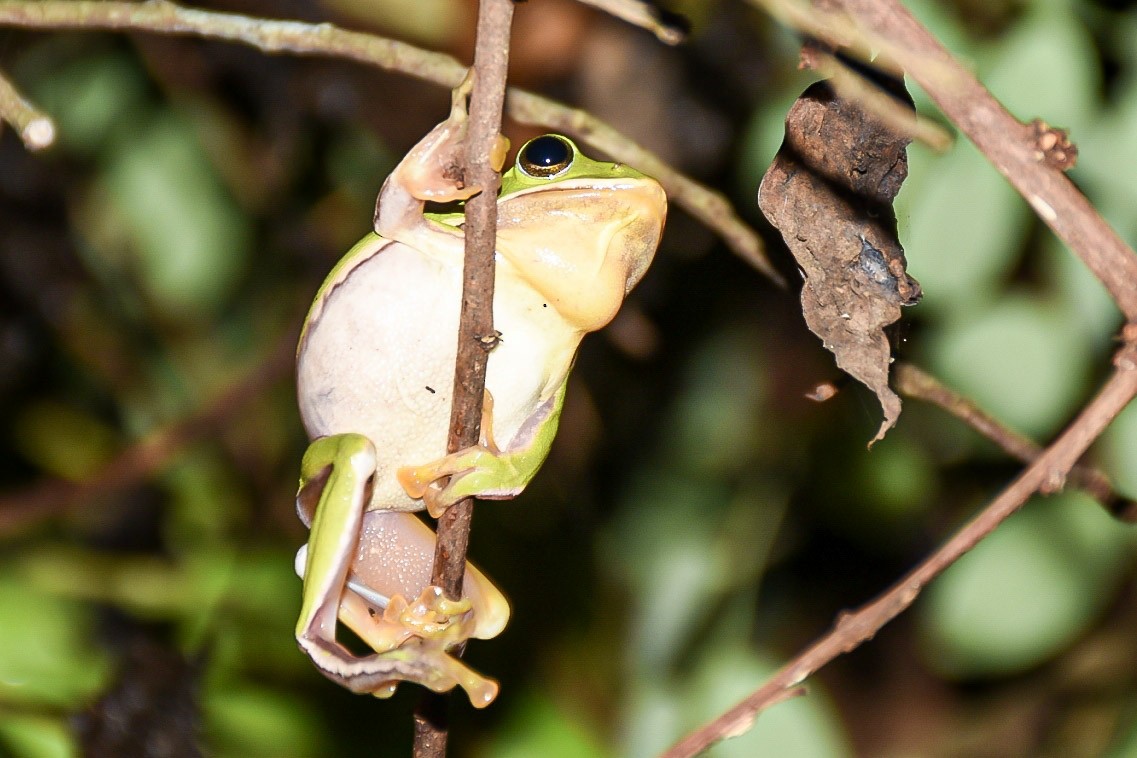 דו-חיים - ML638712820
