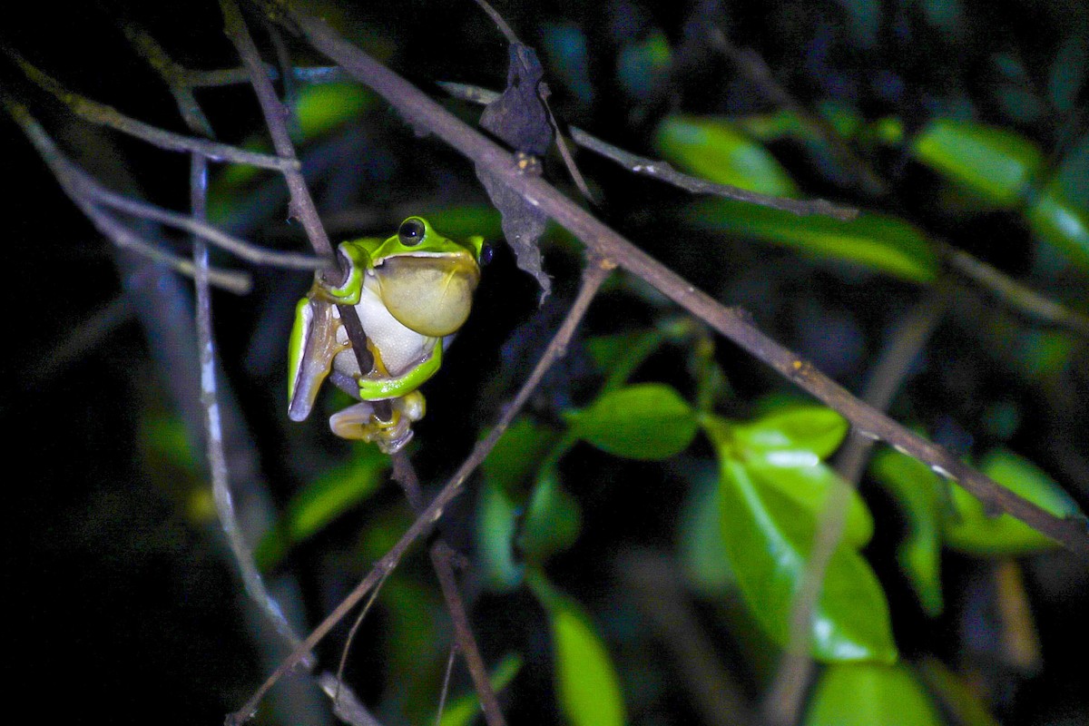 דו-חיים - ML638712821