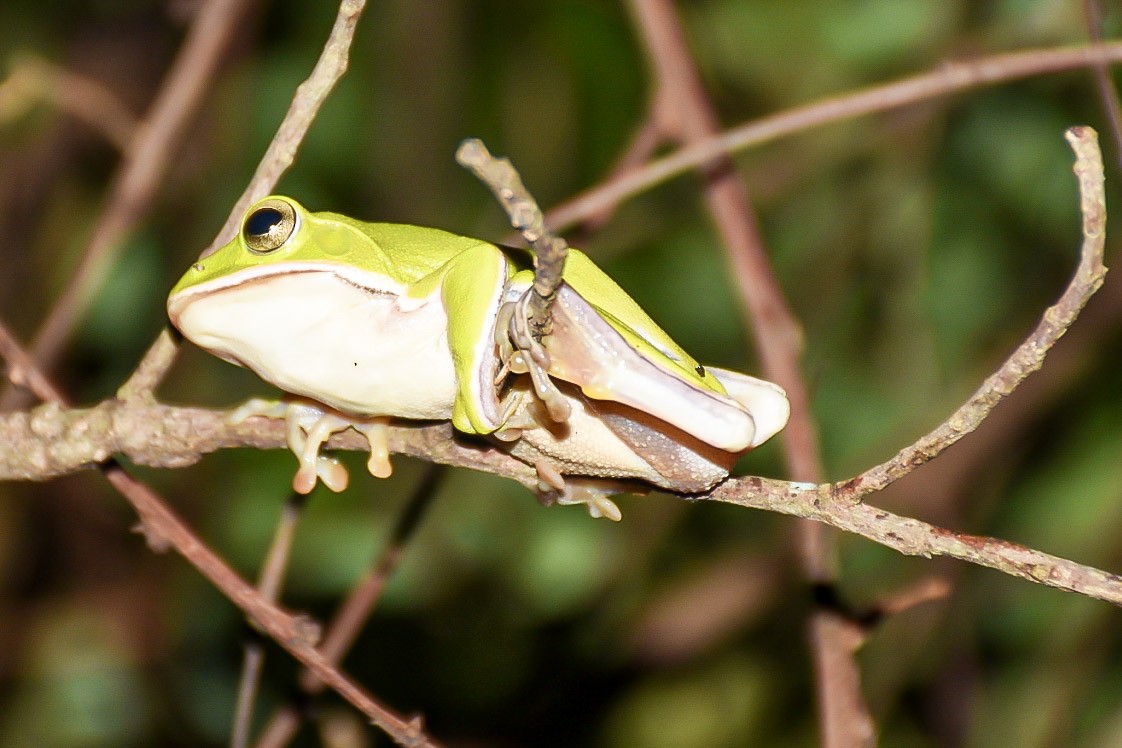 דו-חיים - ML638712822