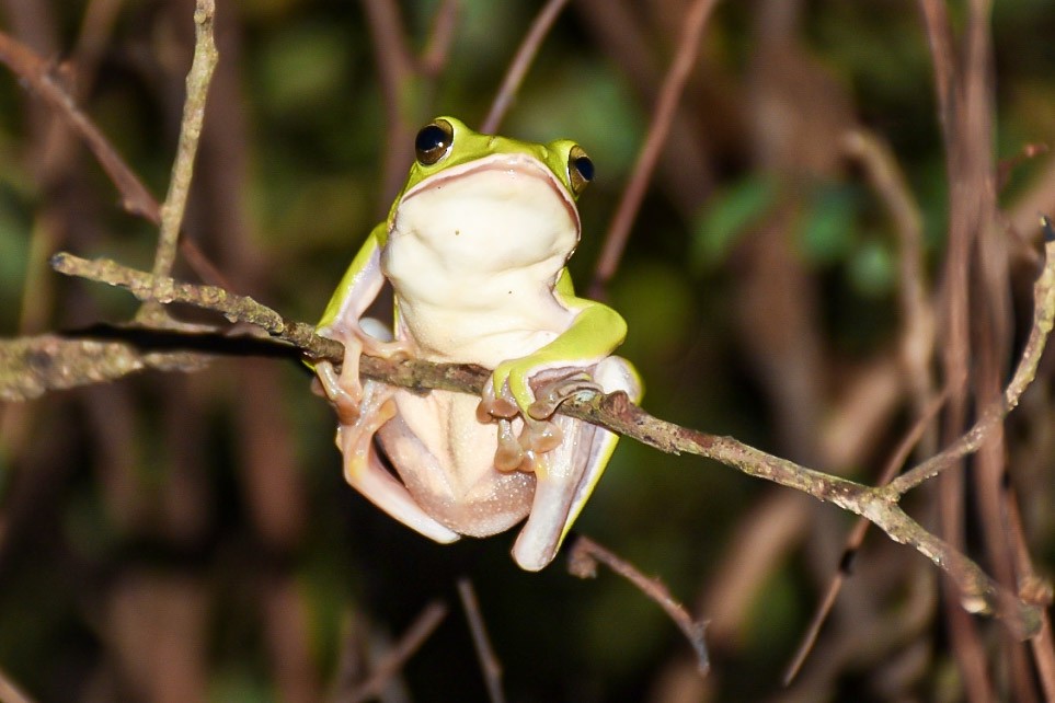 דו-חיים - ML638712823