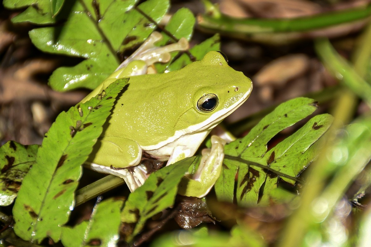 דו-חיים - ML638712824