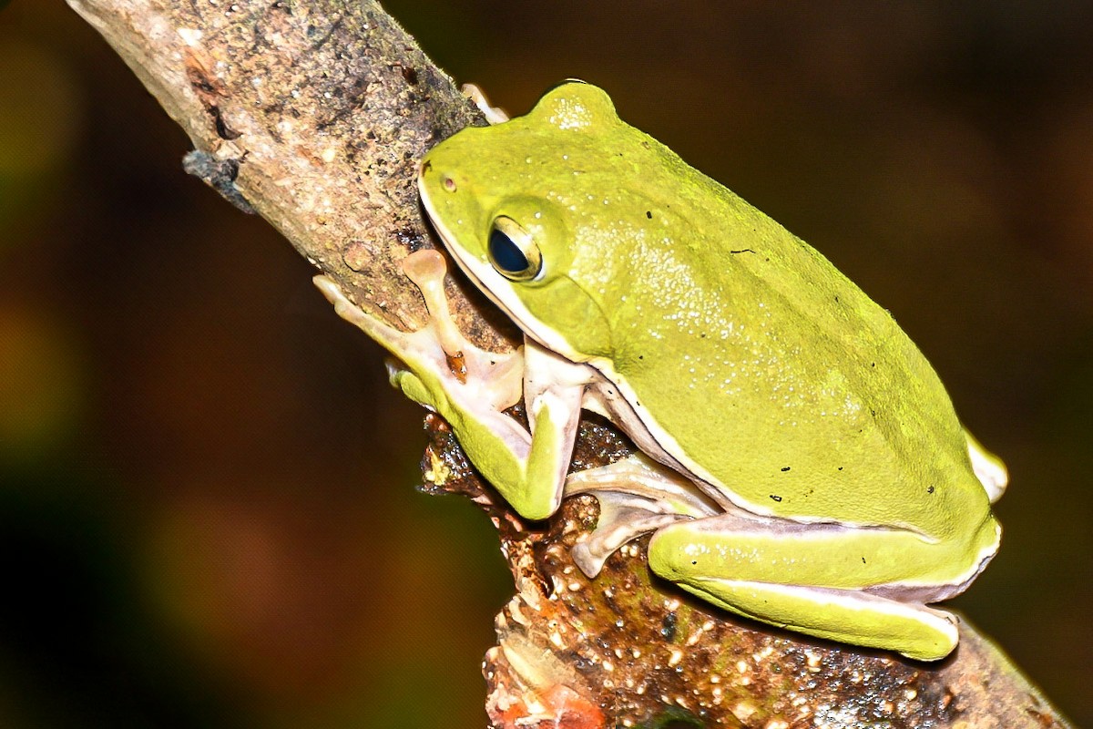 דו-חיים - ML638712825