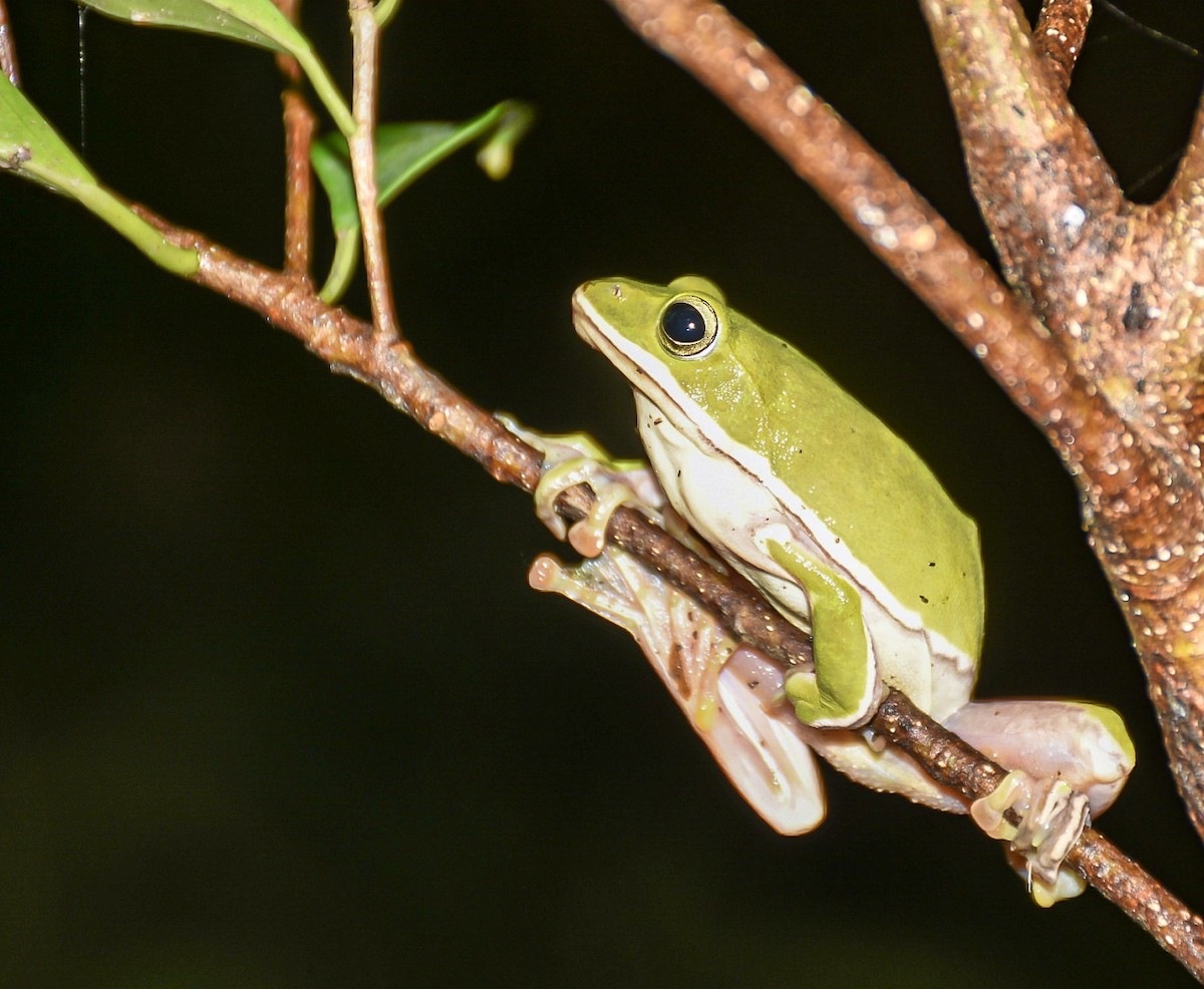 דו-חיים - ML638712826