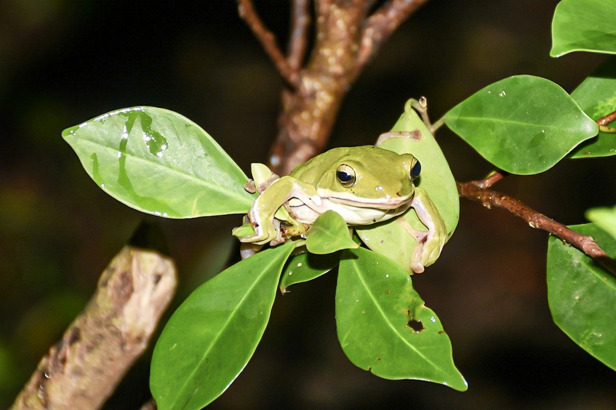 דו-חיים - ML638712827